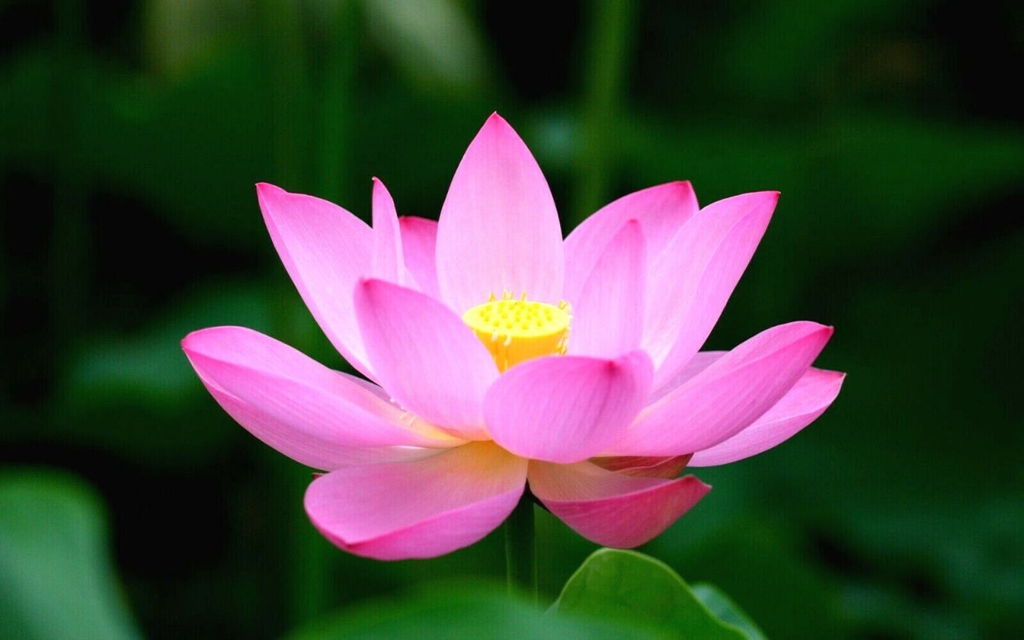 5 Lotus Flower Seeds | Rare Aquatic Flower Plant