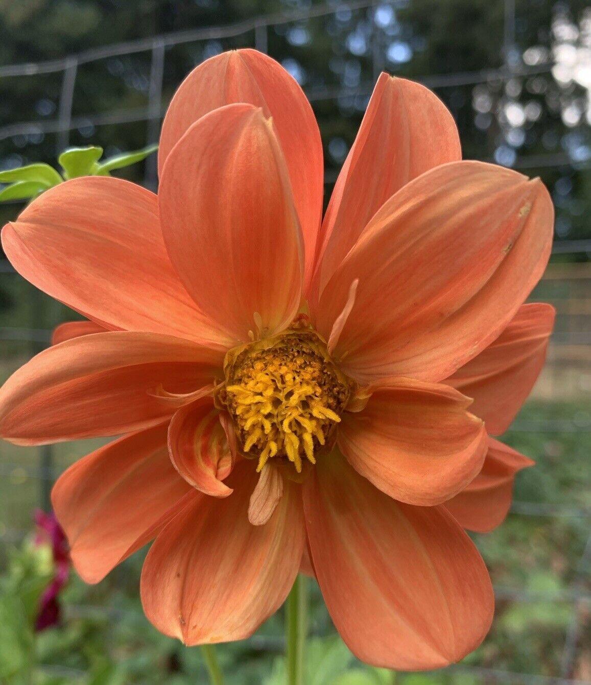50 Dahlia Unwin Bedding Mix Seeds - Seed World