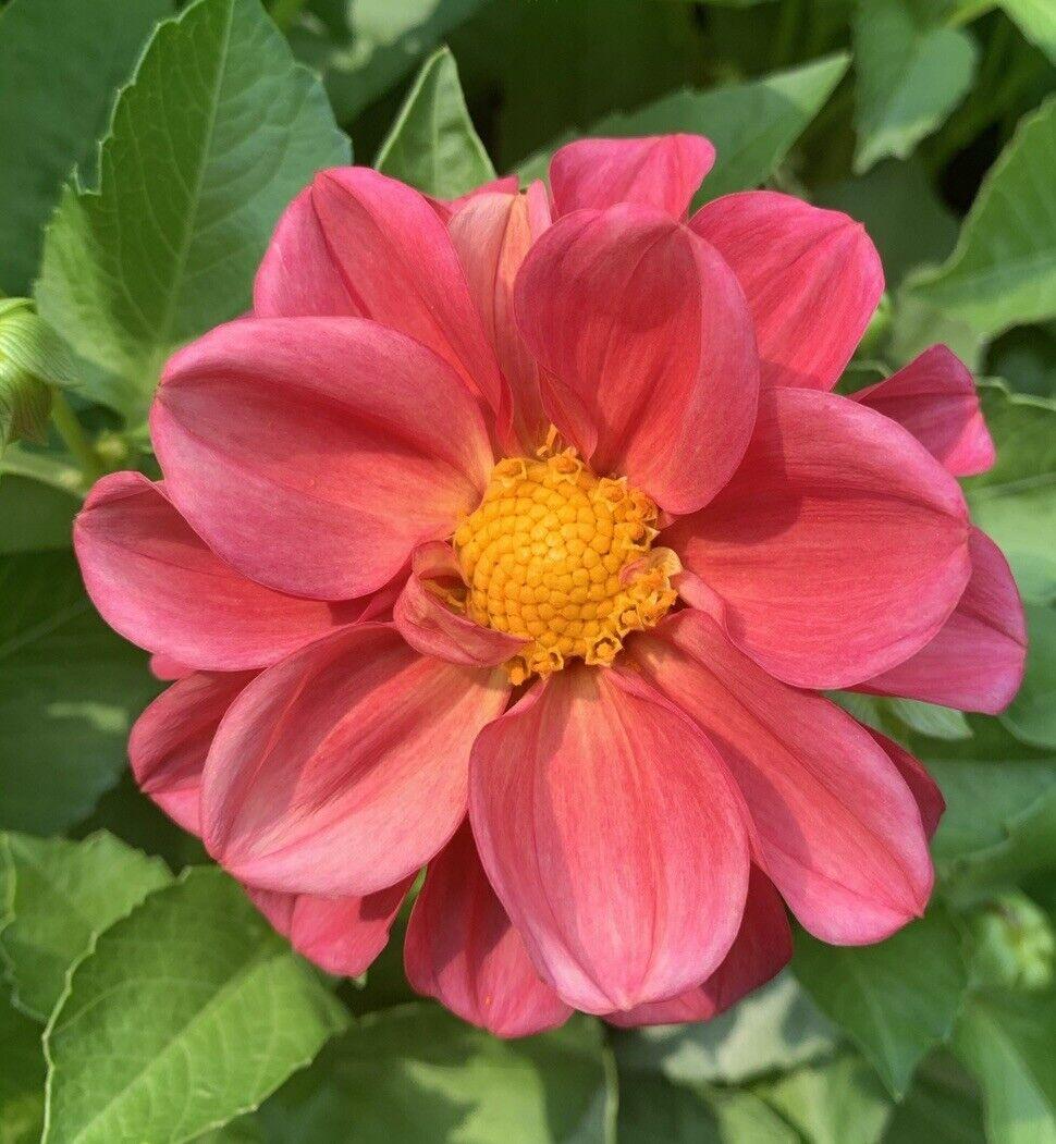 50 Dahlia Unwin Bedding Mix Seeds - Seed World