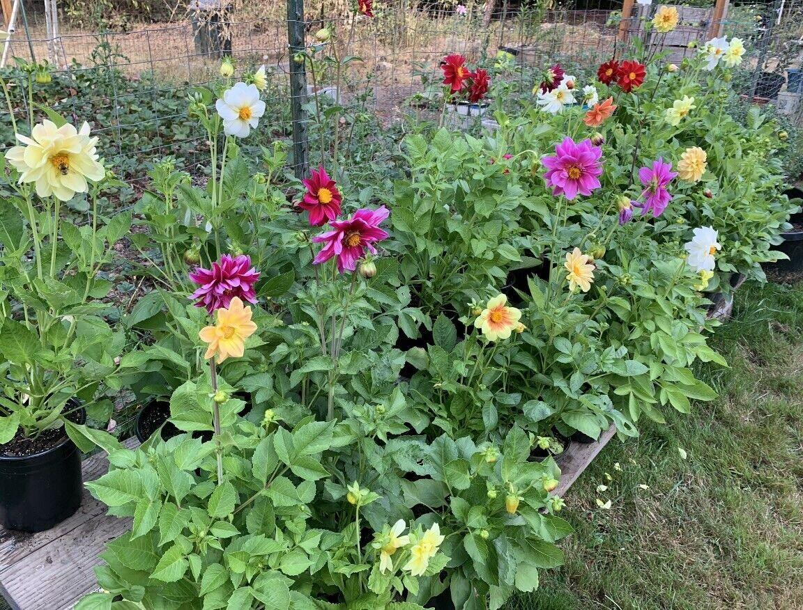 50 Dahlia Unwin Bedding Mix Seeds - Seed World