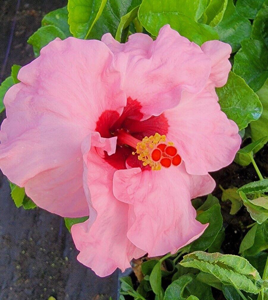 Hawaiian Pink Hibiscus - Starter Live Plant - Seed World