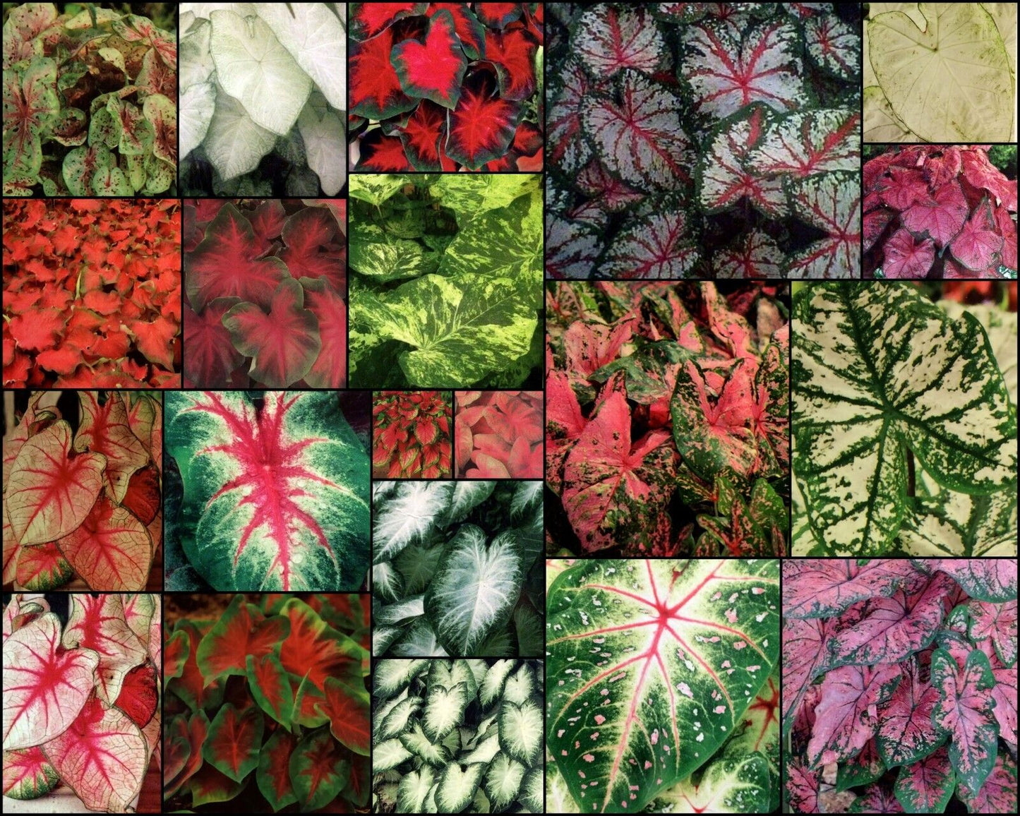5 Fancy Mix Caladium Bulbs