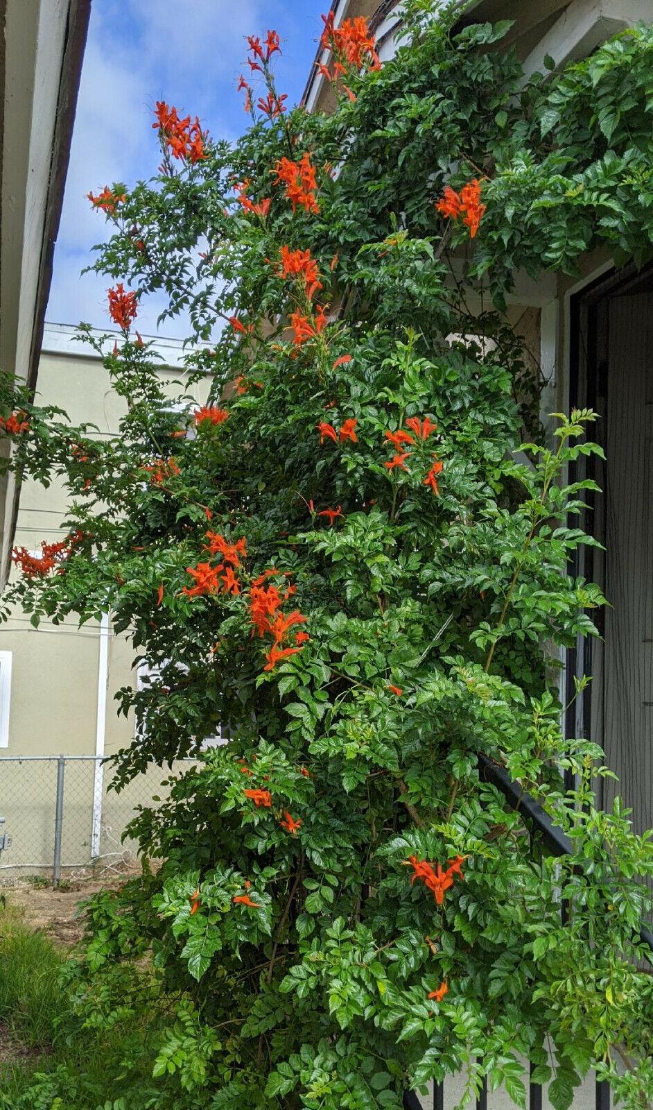 10 - 50 Honeysuckle Vine Seeds - Seed World
