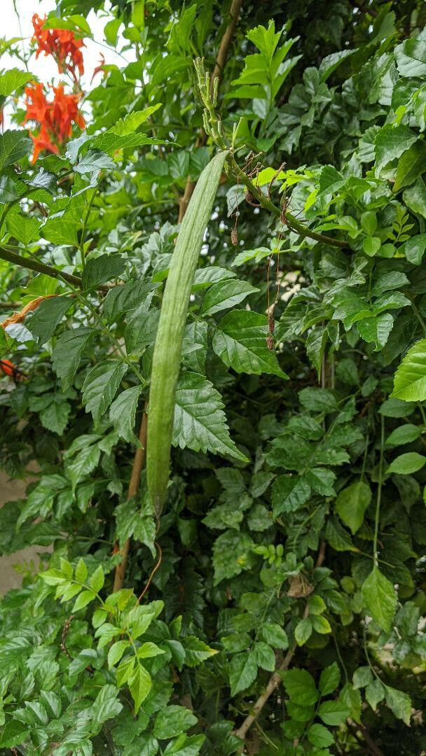 10 - 50 Honeysuckle Vine Seeds - Seed World