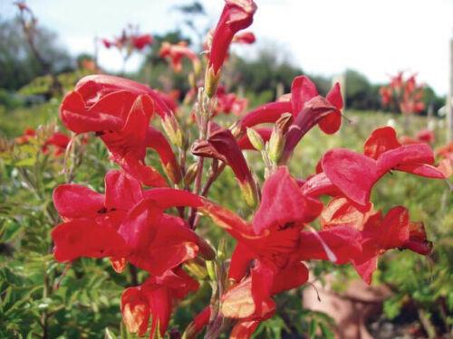 10 - 50 Honeysuckle Vine Seeds - Seed World