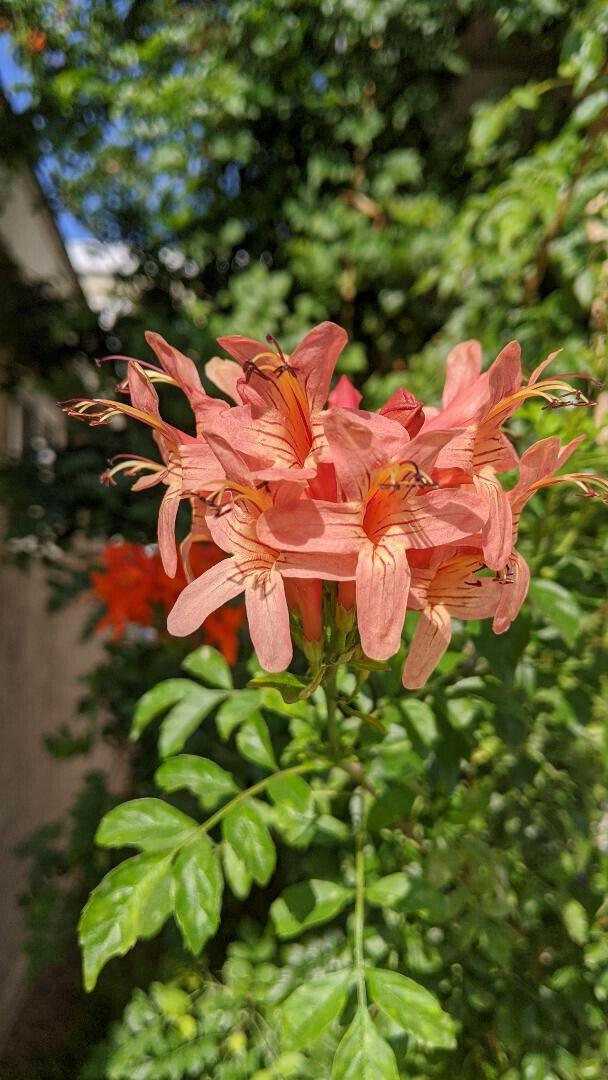 10 - 50 Honeysuckle Vine Seeds - Seed World