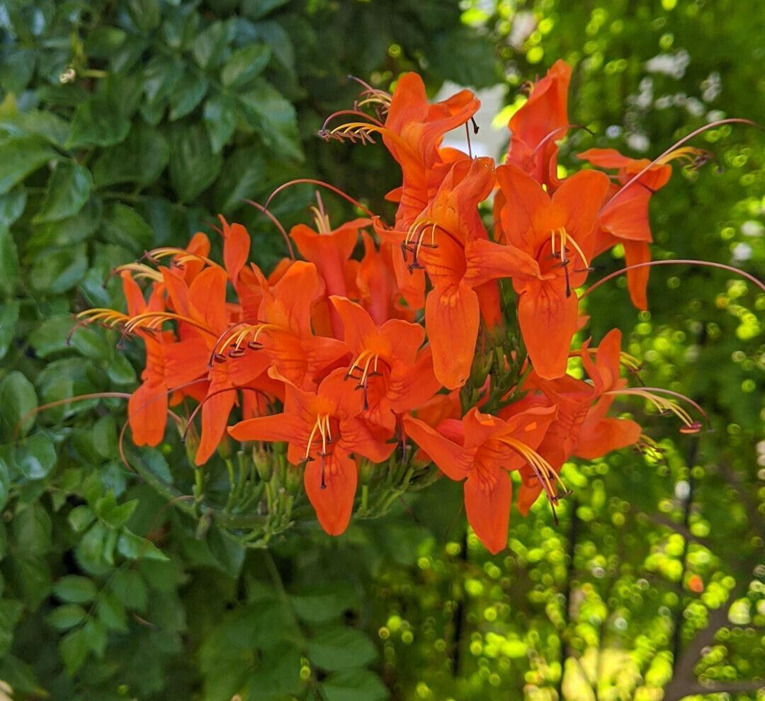 10 - 50 Honeysuckle Vine Seeds - Seed World