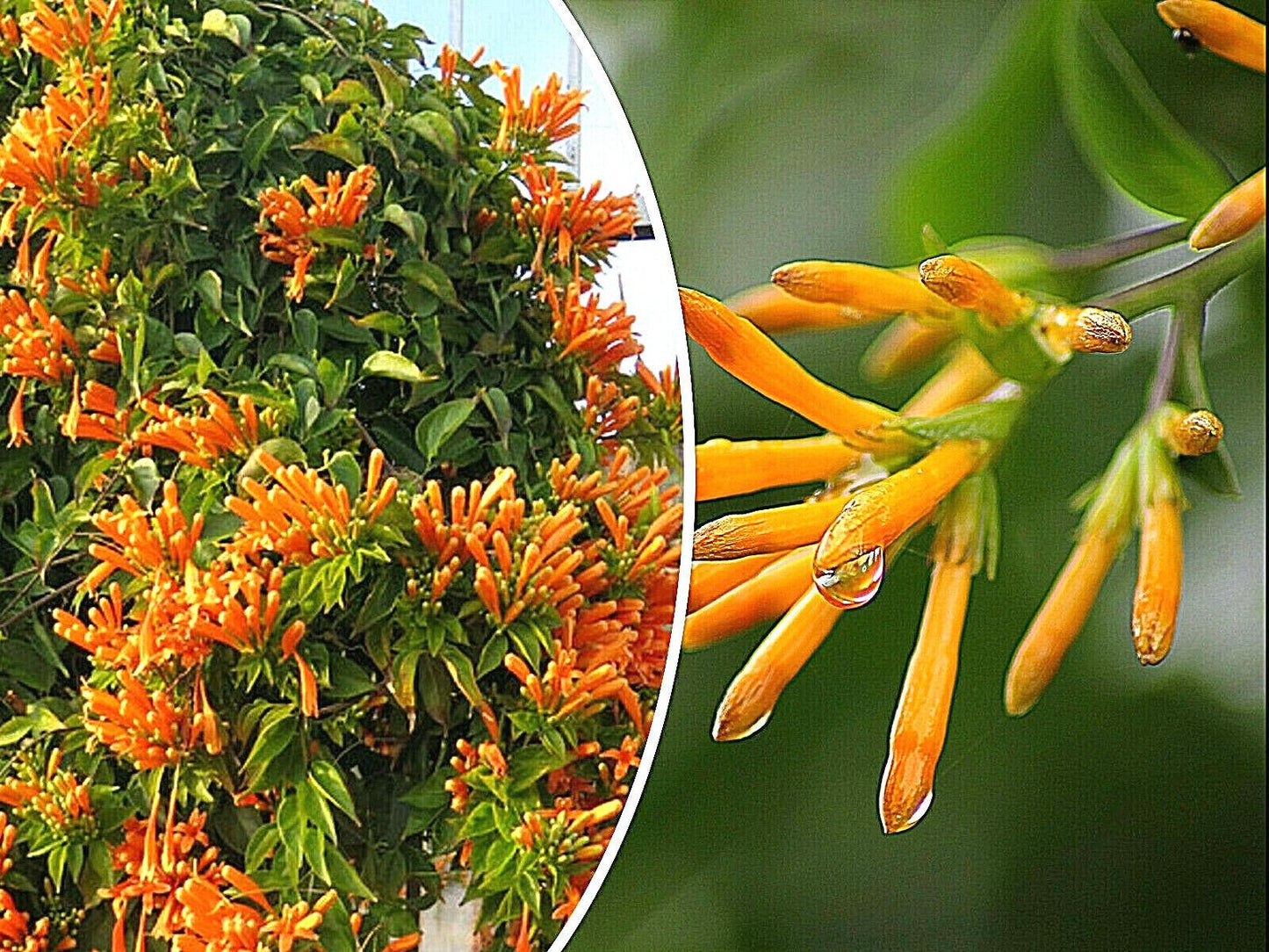 10 - 50 Honeysuckle Vine Seeds - Seed World