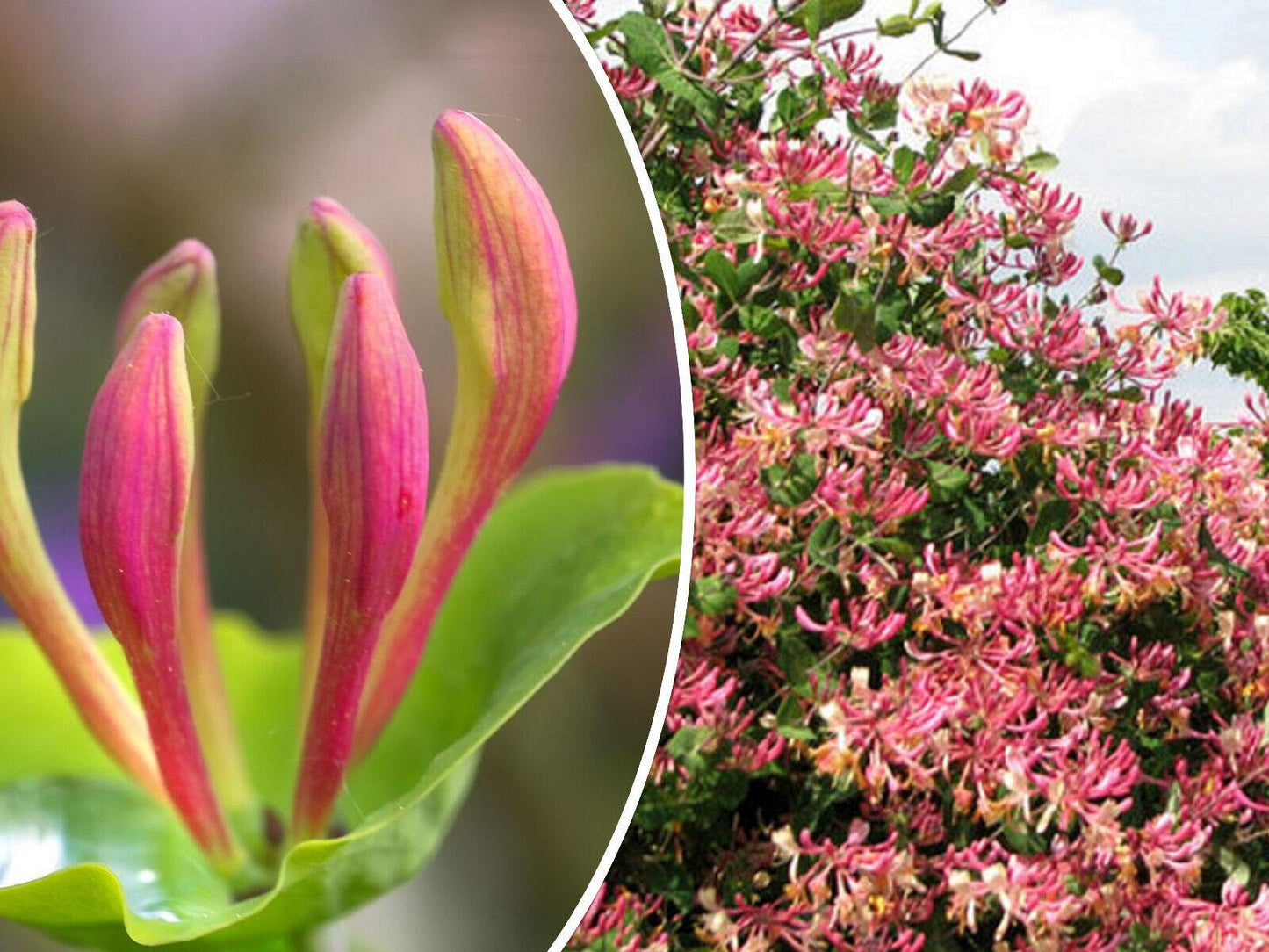 10 - 50 Honeysuckle Vine Seeds - Seed World
