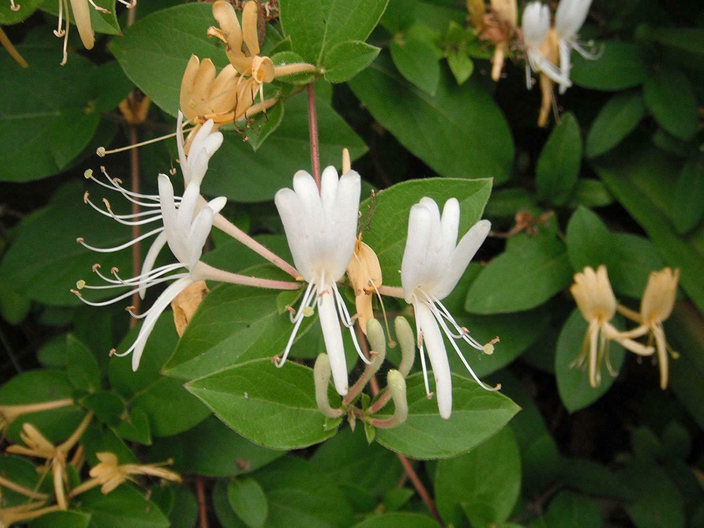 10 - 50 Honeysuckle Vine Seeds - Seed World