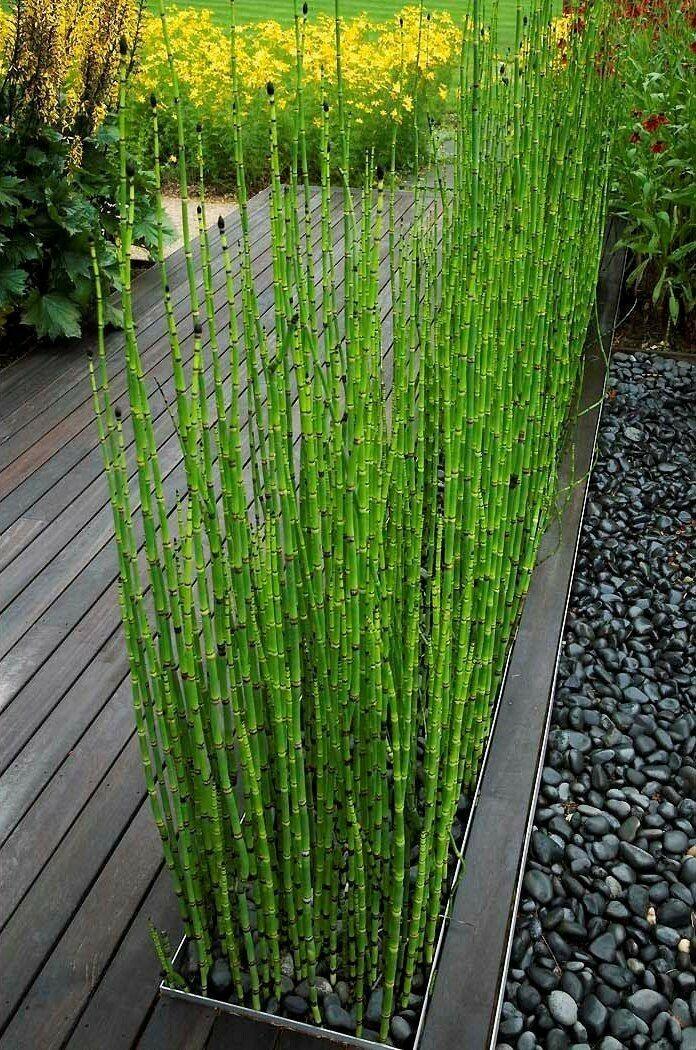10 Horsetail Equisetum Hyemale - Live Plants - Seed World