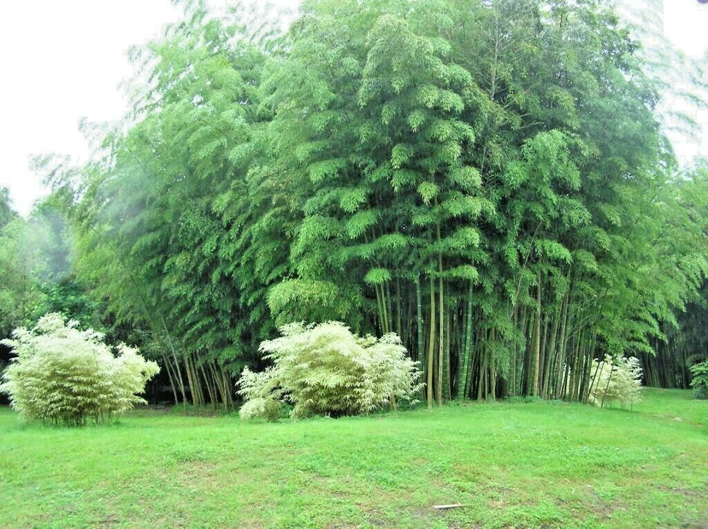 20 Giant Moso Bamboo Seeds