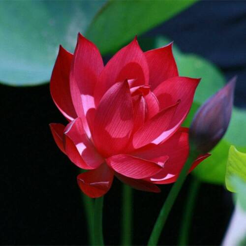 5 Lotus Flower Seeds | Rare Aquatic Flower Plant