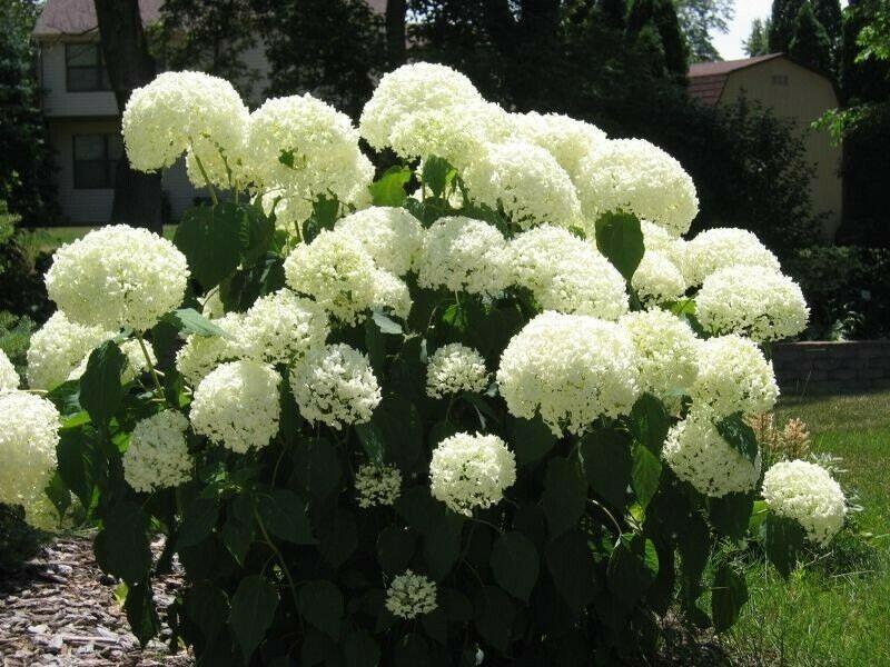 Old Fashioned Snowball Viburnum Shrub
