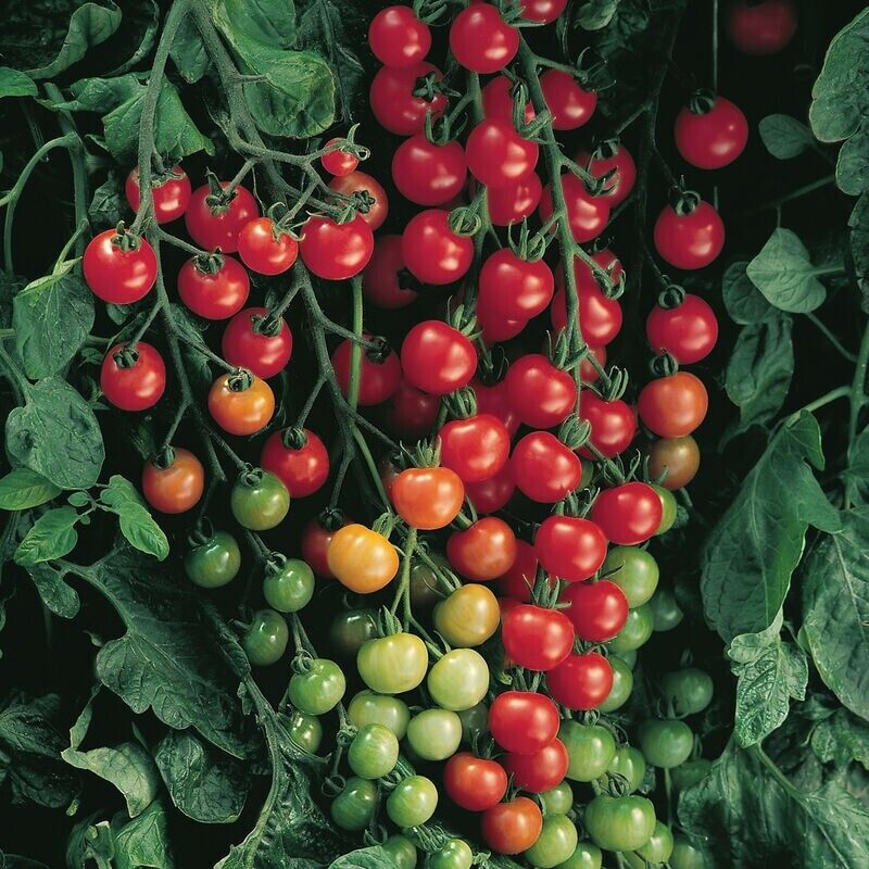 30 Tiny Tim Tomato Seeds - Solanum Lycopersicum