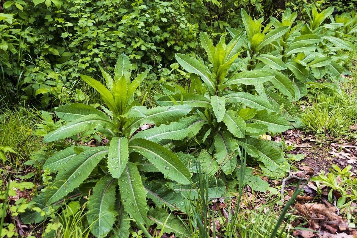 10 Wild Lettuce Seeds - Lactuca Virosa