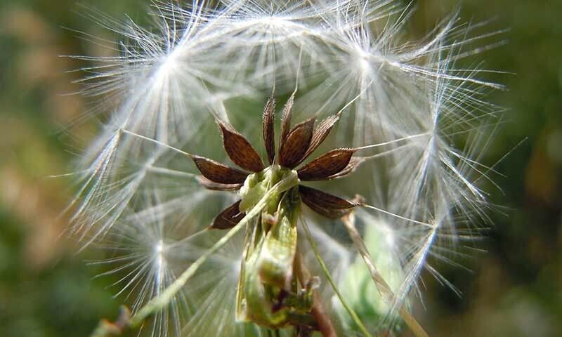 10 Wild Lettuce Seeds - Lactuca Virosa