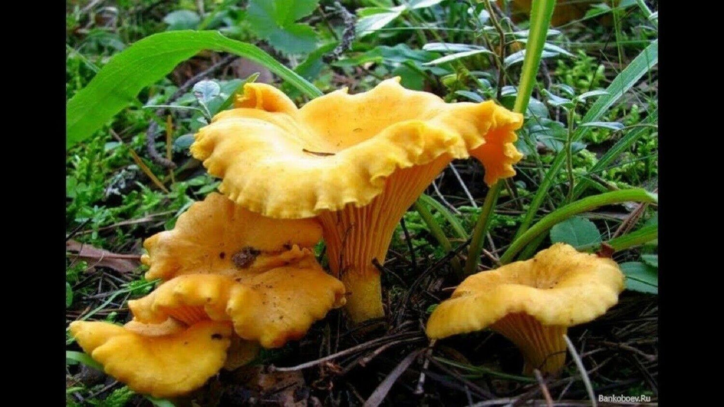 Abundance of Chanterelle mushrooms in their natural habitat, grow your own with our spores