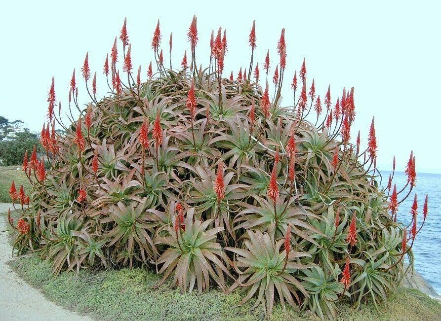 Aloe Arborescens plant with red-orange flower spikes