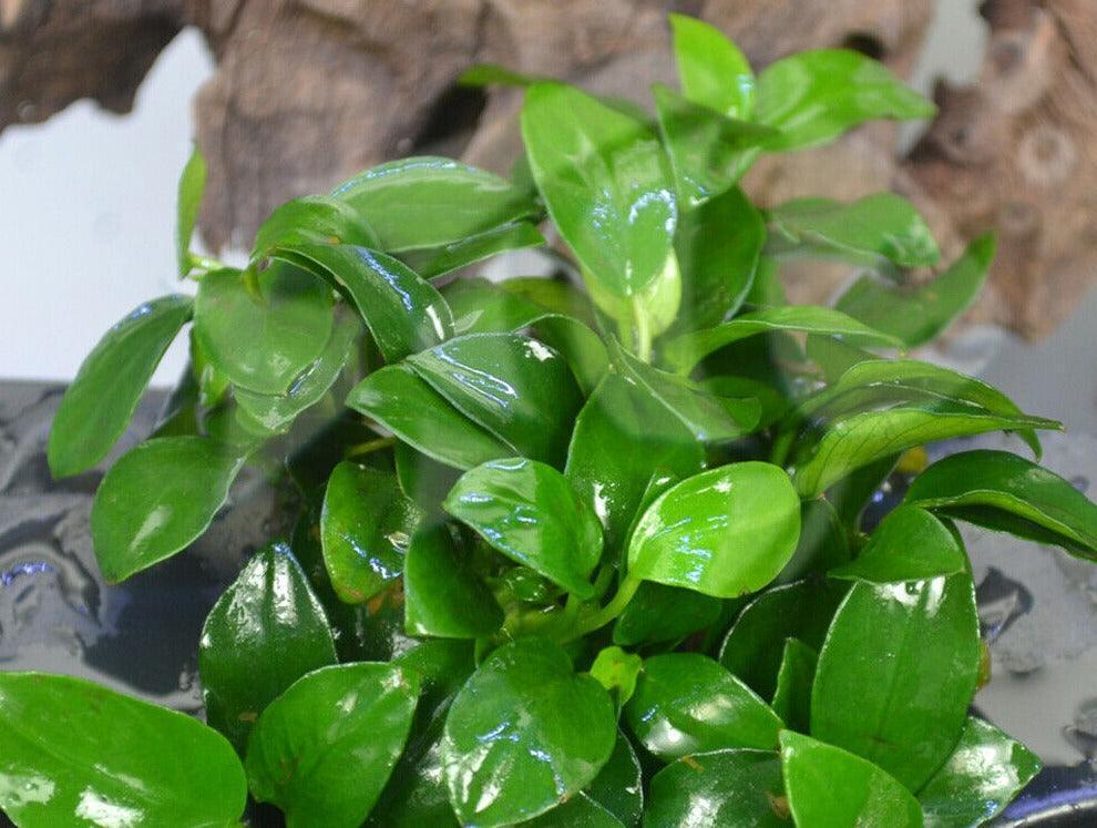 Anubias Nana ‘Petite’ Aquarium Plant - Seed World