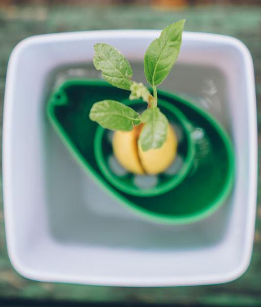 AvoSeedo™ | Avocado Seed Holder - Tree Growing Kit - Seed World