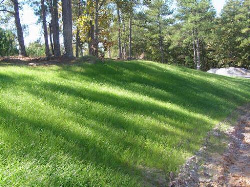 Bermuda Grass Seed - 2 Lbs - Seed World