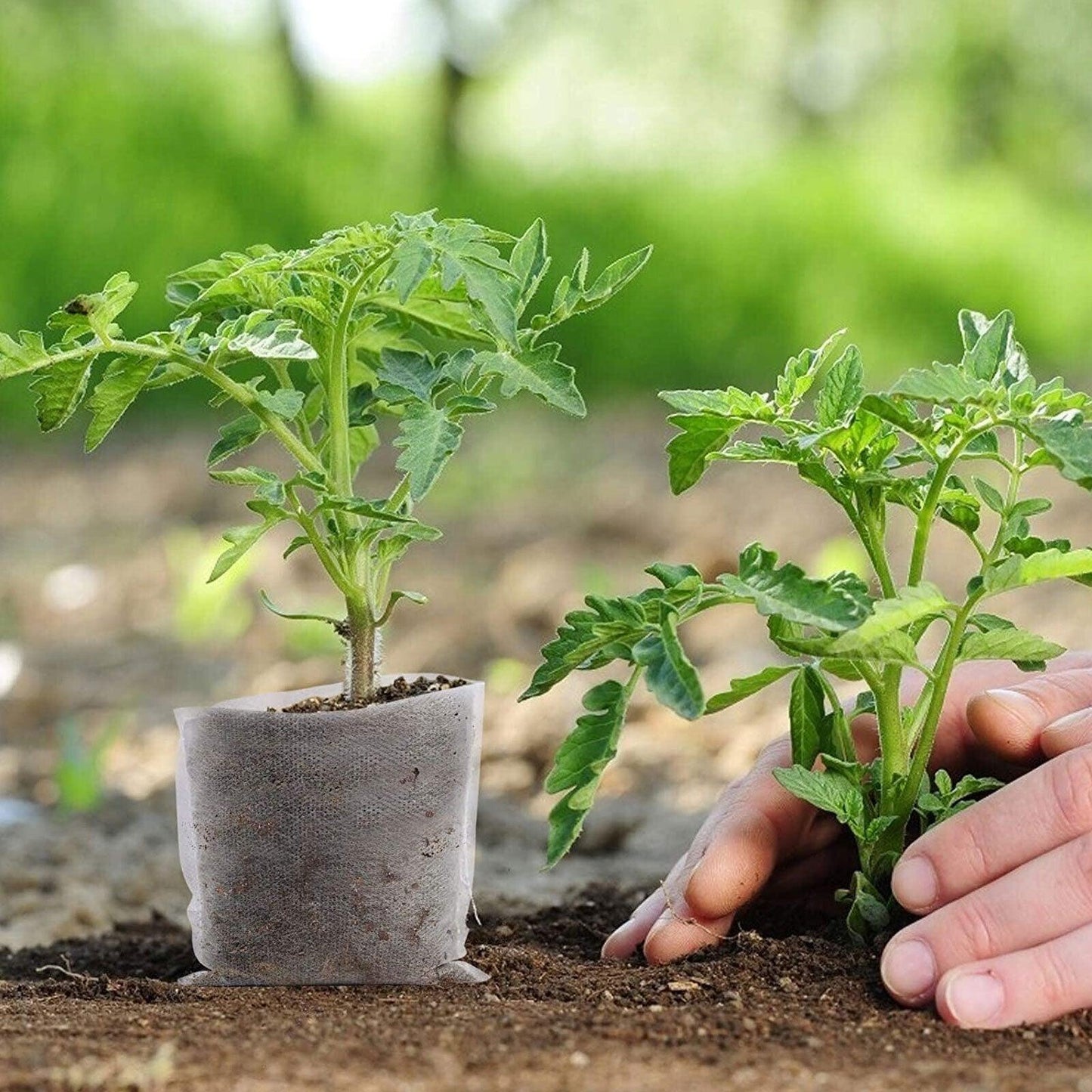Biodegradable Plant Grow Bags – Non-Woven Fabric Nursery Pots for Seedlings - Seed World