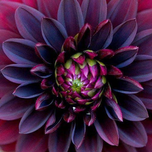 Close-up of a rare black dahlia flower bloom
