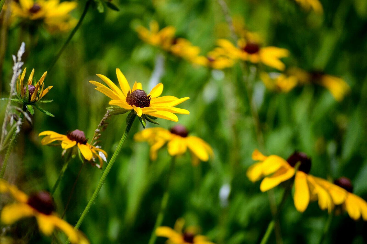 Black Eyed Susan (Rudbeckia Hirta) Flower Seeds - Seed World