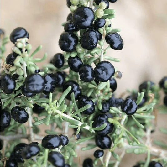 Black Goji Berry Seeds (Lycium ruthenicum) β Himalayan Black Wolfberry - Seed World