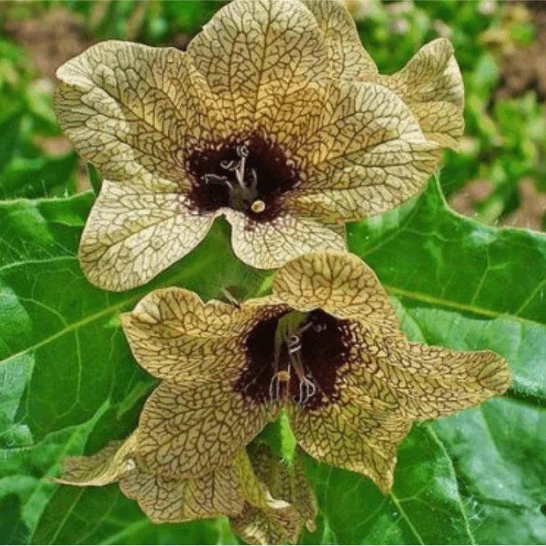 Close-up of Black Henbane flower with pale yellow petals and purple veins