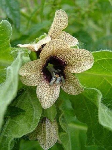 Black Henbane Seeds – Hyoscyamus (Stinking Nightshade) - Seed World