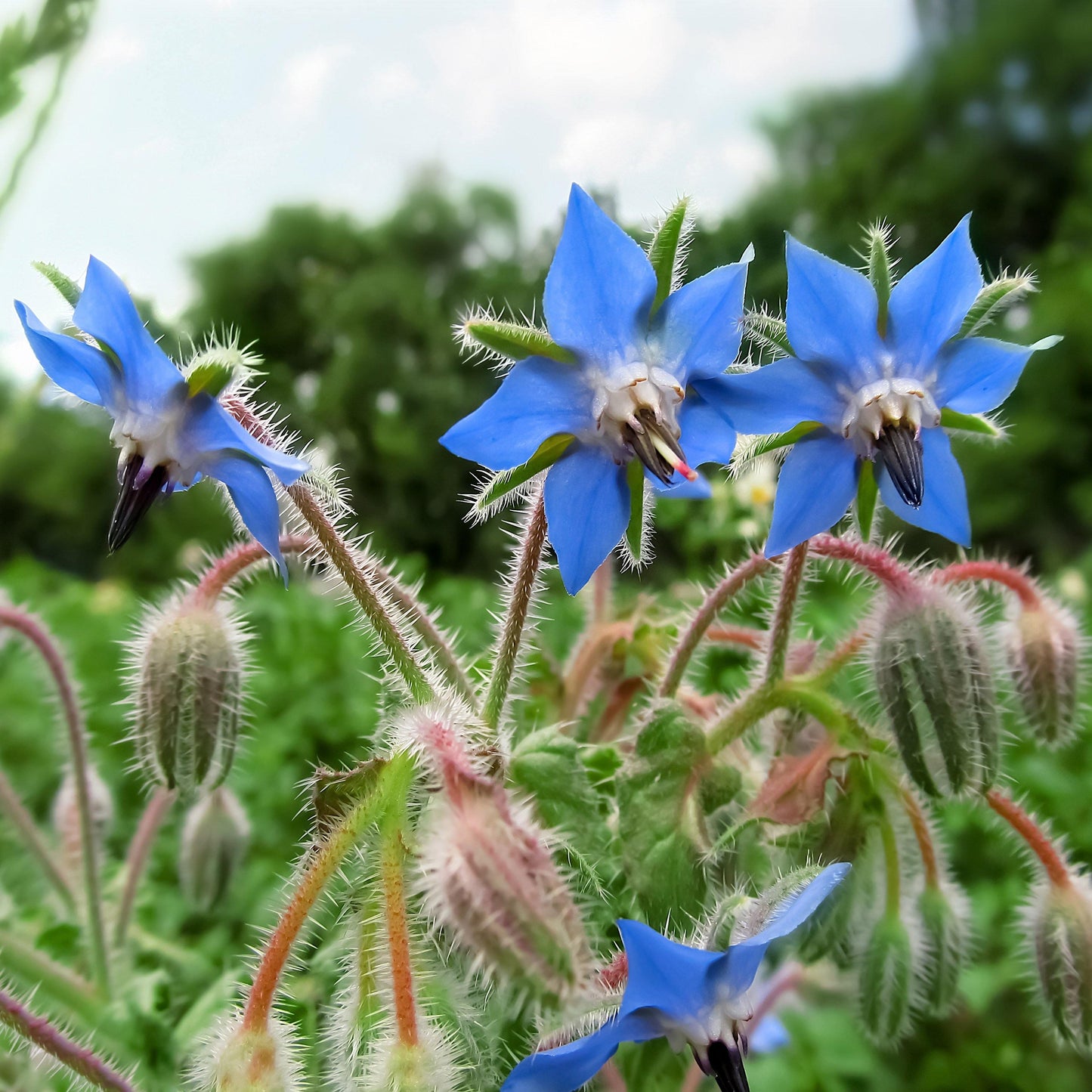 Close-up of blue borage flowers blooming