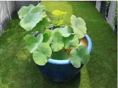 Blue lotus seedlings growing in a blue container on green lawn