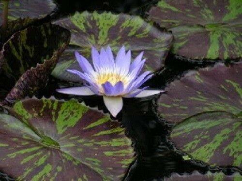 Blue lotus flower floating on water with patterned lily pads