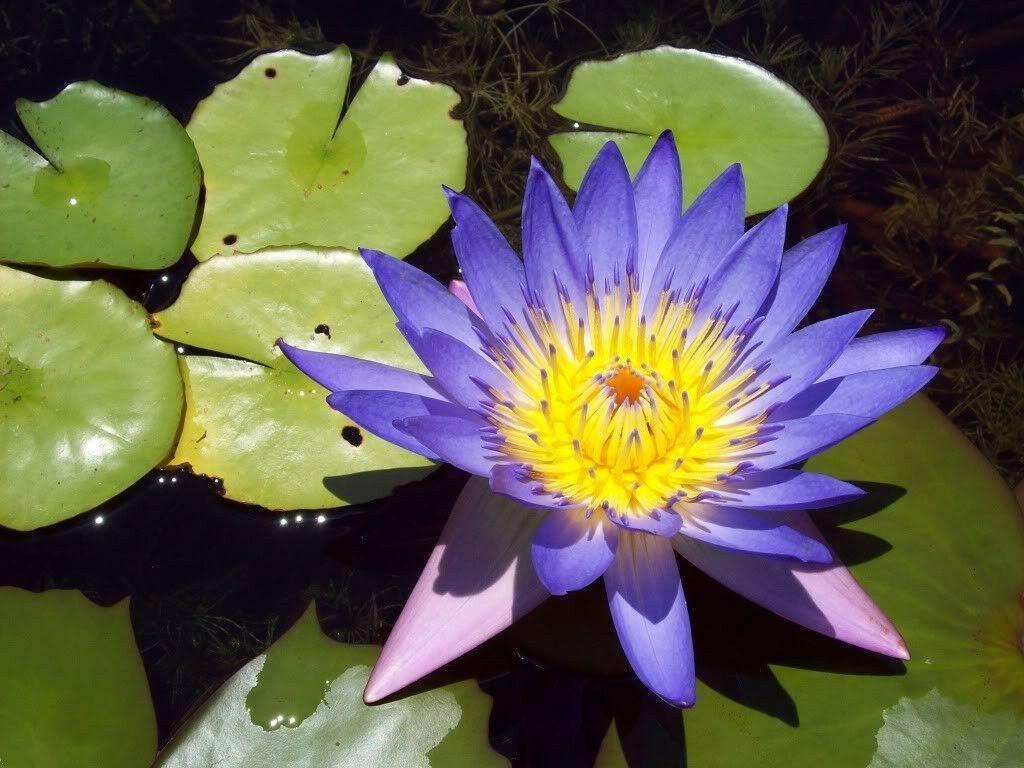 Blue lotus flower blooming in a pond with green lily pads