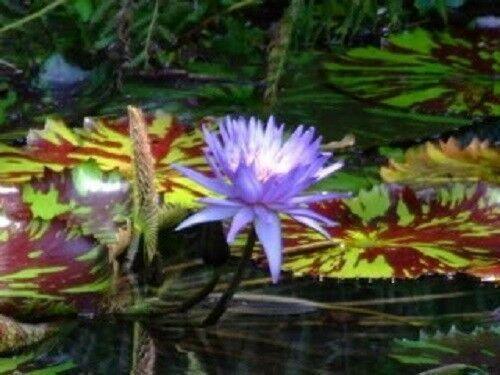 Blue lotus blooming among variegated lily pads in water