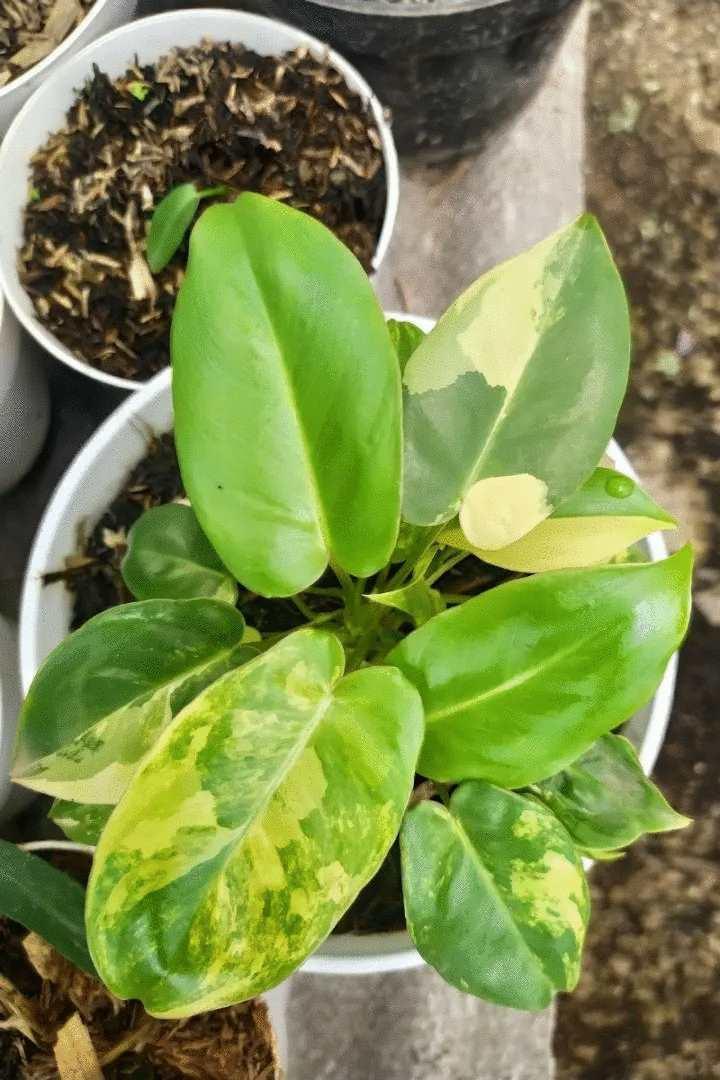 Burle Marx Philodendron one tropical plant clipping - Seed World