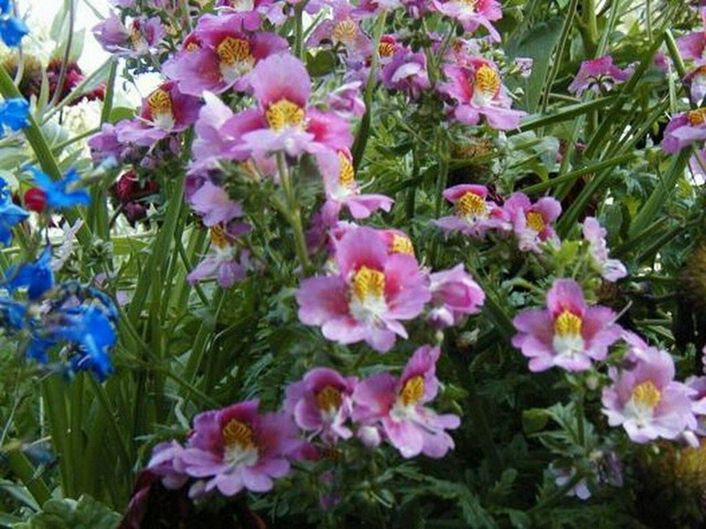 Close-up of pink and lavender Schizanthus Angel Wings flowers