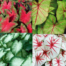 Caladium | Assorted Mixed Fancy Leaf Varieties Caladium Bulbs - Lot of 7 Bulbs - Seed World