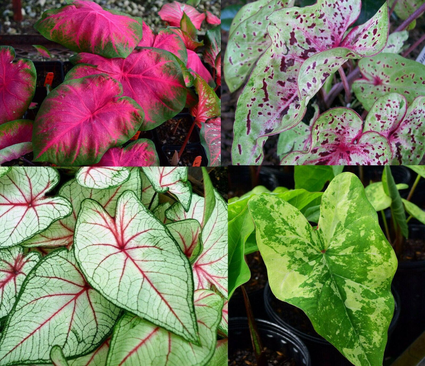 Caladium | Assorted Mixed Fancy Leaf Varieties Caladium Bulbs - Lot of 7 Bulbs - Seed World