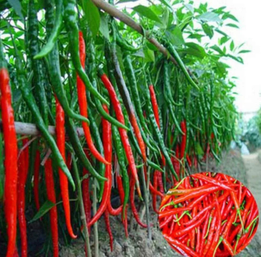 Cayenne Long Slim Red Pepper Seeds - Seed World