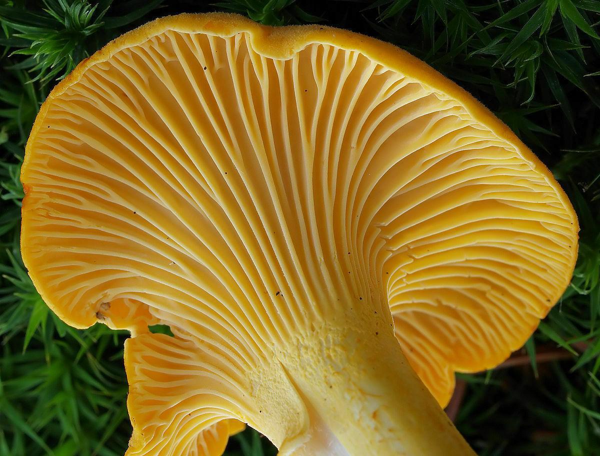 Underside of a Chanterelle mushroom showing gills, ready for spore propagation