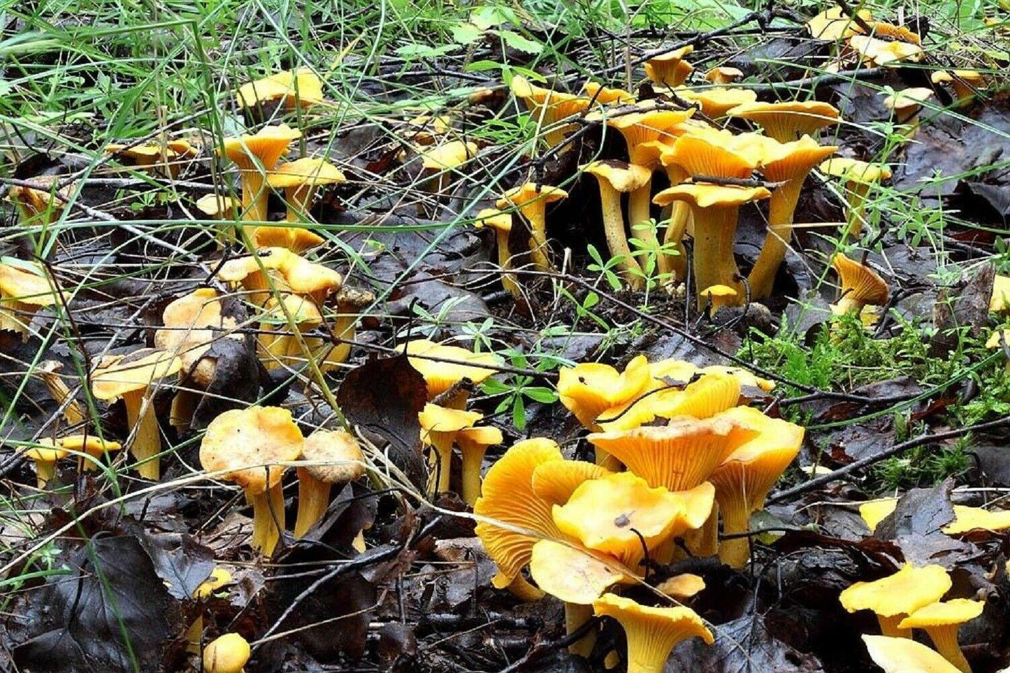 Abundance of Chanterelle mushrooms in their natural habitat