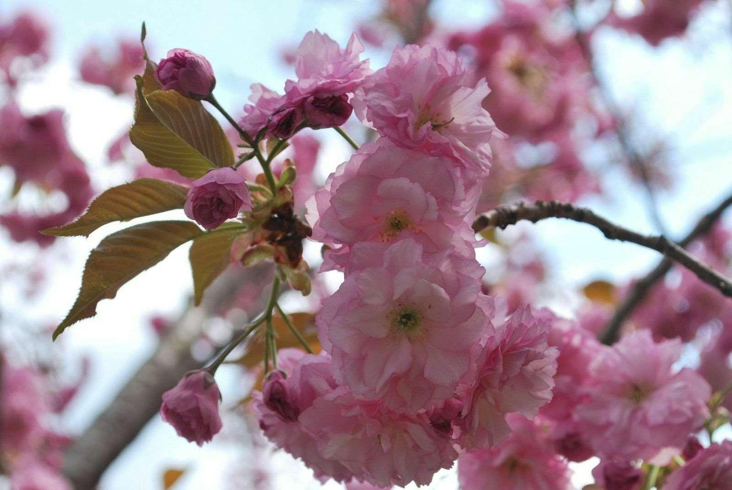 Cherry Blossom Seeds - Sakura Bonsai Tree - Seed World