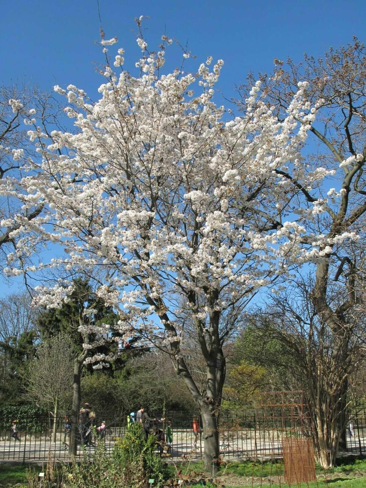 Cherry Blossom Seeds - Sakura Bonsai Tree - Seed World