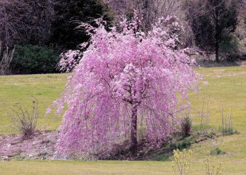 Cherry Blossom Seeds - Sakura Bonsai Tree - Seed World