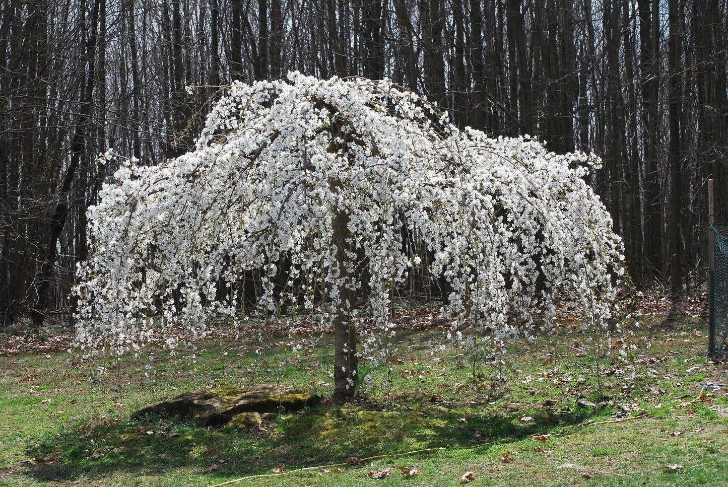 Cherry Blossom Seeds - Sakura Bonsai Tree - Seed World