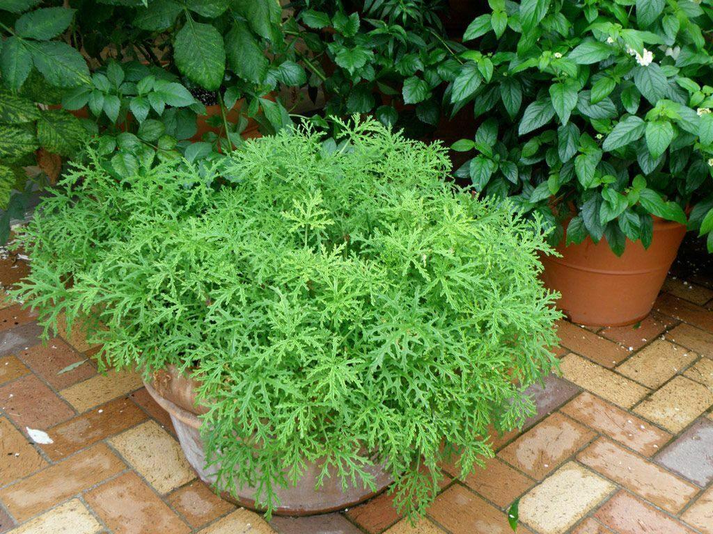 Large citronella plant growing in a terracotta pot on a brick patio