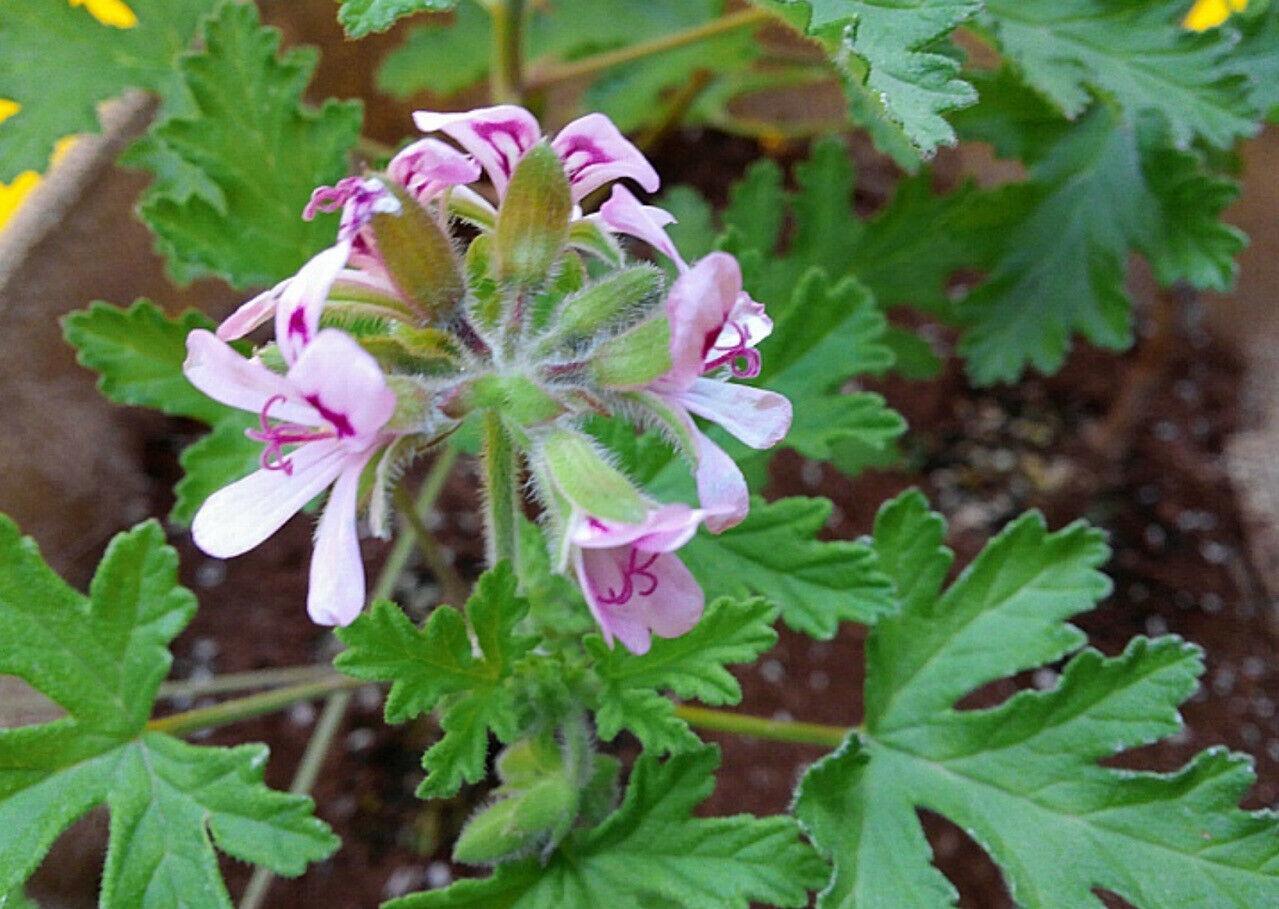 Close-up of blooming citronella flower with pink-purple petals and serrated leaves